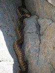 Rattlesnake in the rocks