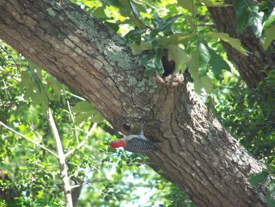 OOPs, I think this is a red-bellied woodpecker, no black on the face.
