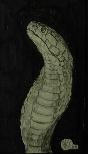 Cobra sketch