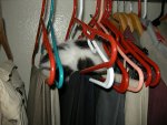 Hang your kitten to keep it wrinkle free!