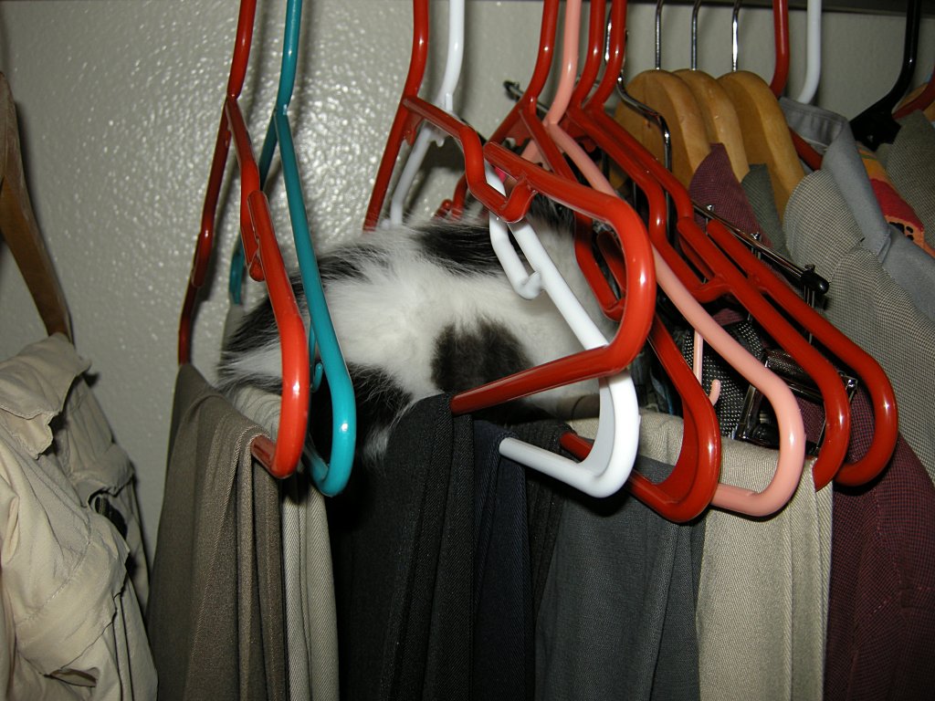Hang your kitten to keep it wrinkle free!