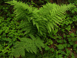 A fern near Fern Spring