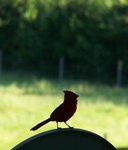 Cardinal in silhouette