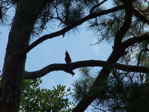 Another Cardinal in Silhouette