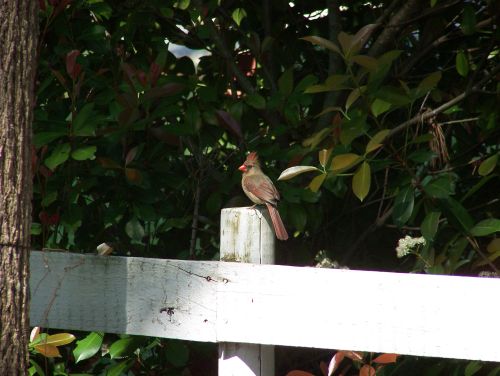 Female Cardinal on Fence