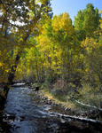 Lee Vining Creek in Autumn