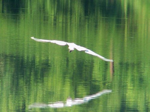 Great Egret in Flight at Lake Forest Park