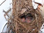 In Their Nest