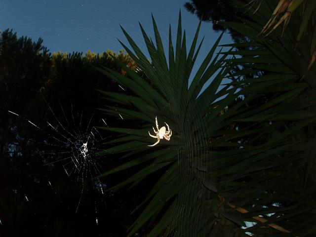 Orb Spider Constructing Its Web