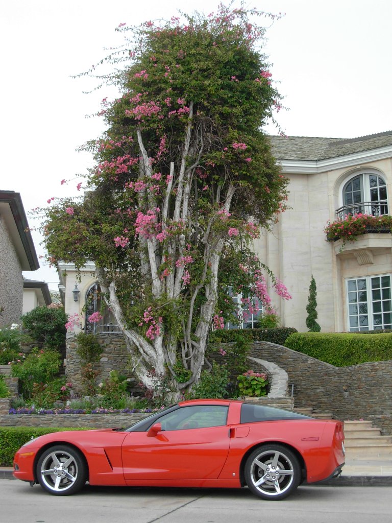 vette with tree