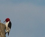 Red-headed Woodpecker!  On Audubon's Watch list!