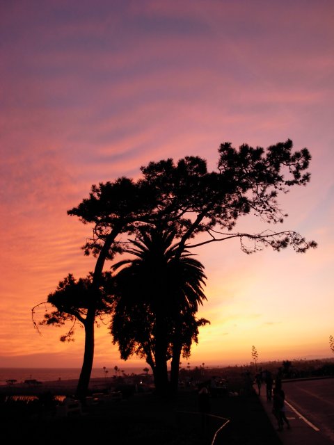 Sunset and the Trees of Corona Del Mar