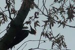 An elusive Pilated Woodpecker