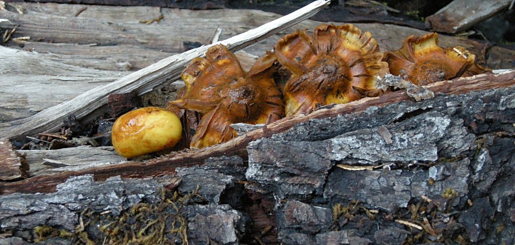 Mushrooms on a log near Pohono Bridge