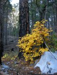 Fall color and burnt tree in Yosemite Valley