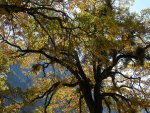 Fall color in a Yosemite Valley oak