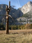 Dead tree and Yosemite Falls in Autumn