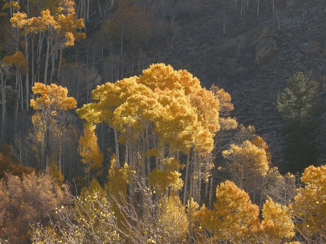 Aspen showing fall color