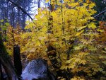 Fall Color in Yosemite Valley