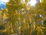 Aspen in their Fall colors along Lee Vining Creek