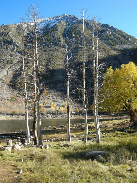 Aspen ready for winter at Lundy Lake