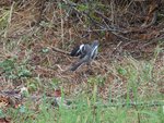 Mockingbird spreading his wings.