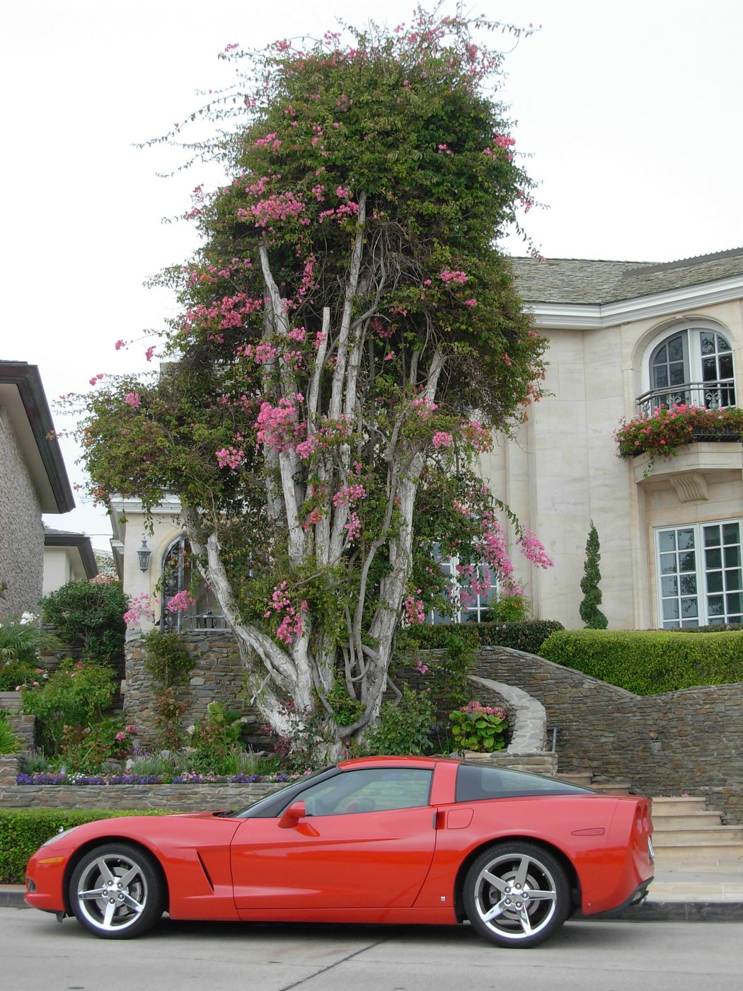 vette with tree