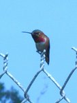 Orange County Bird Photos