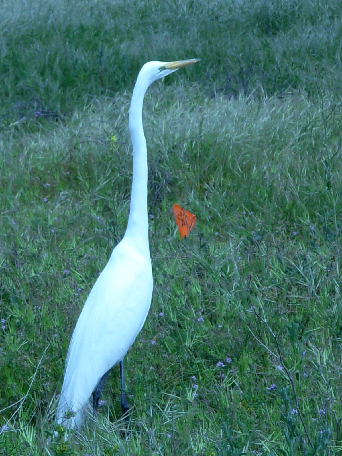 Great Egret at Bolsa Chica Wetlands