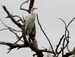 Great Egret roosting