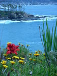Laguna Spring flowers