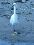 Snowy Egret with 'tude
