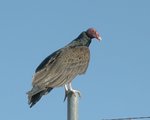 Vulture in the Owens Valley
