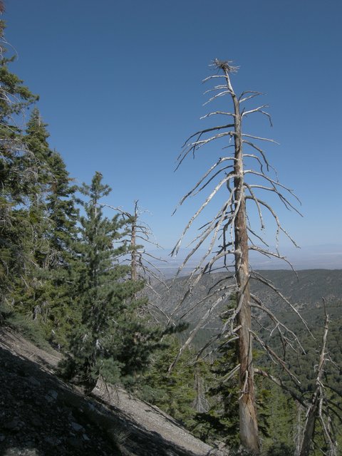 Dead Tree on the Baden-Powell Trail