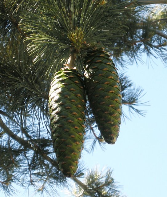 Cones on a Sugar Pine