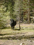 Cow in the Golden Trout Wilderness