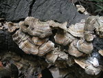 Fungus on oak log