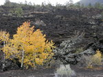 Aspen and Lava at Sunset Crater Volcano National Monument