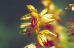 Striped Coral Root Close-Up
