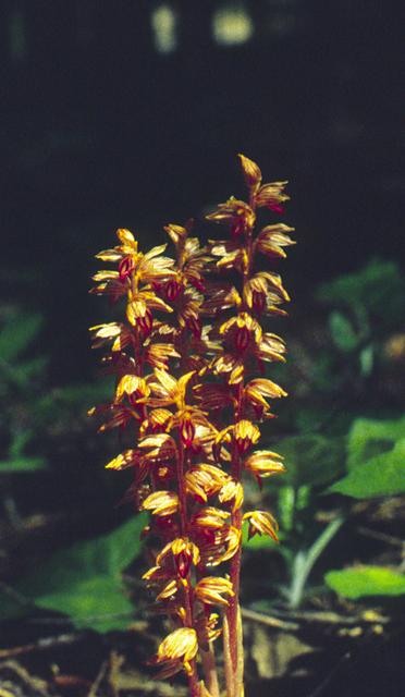 Striped Coral Root Orchid