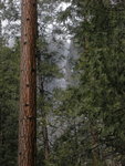 Yosemite Falls through the trees