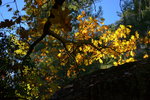 Fall color in Yosemite Valley