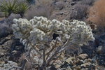 Same Cholla Cactus photo with a contrast mask applied