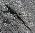 Lizard on Granite from the Four Mile Trail