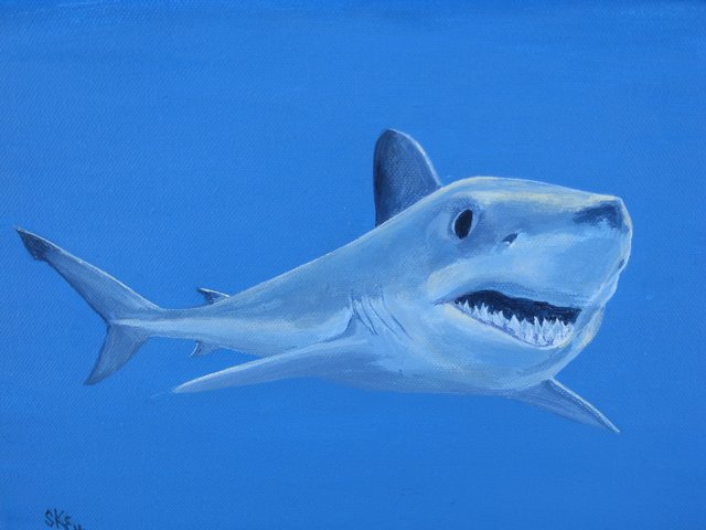 shark Great White