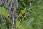 Ladybug on a sunflower plant