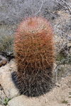 Barrel cactus next to the Boyscout Trail
