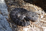 Rattlesnake on the Devils Slide Trail
