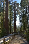 Sequoia trees at Grant Grove