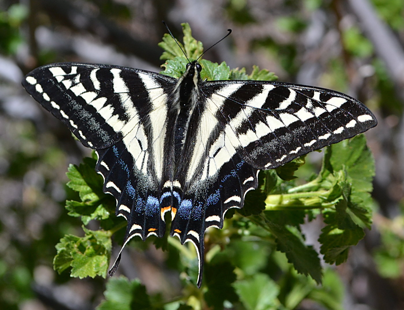 Pale swallowtail butteryfly